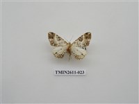 藏品(尺蛾128)的圖片